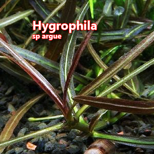 Hygrophila sp argue